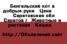 Бенгальский кот в добрые руки › Цена ­ 5 000 - Саратовская обл., Саратов г. Животные и растения » Кошки   